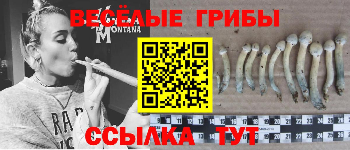 Галлюциногенные грибы Psilocybe Лосино-Петровский